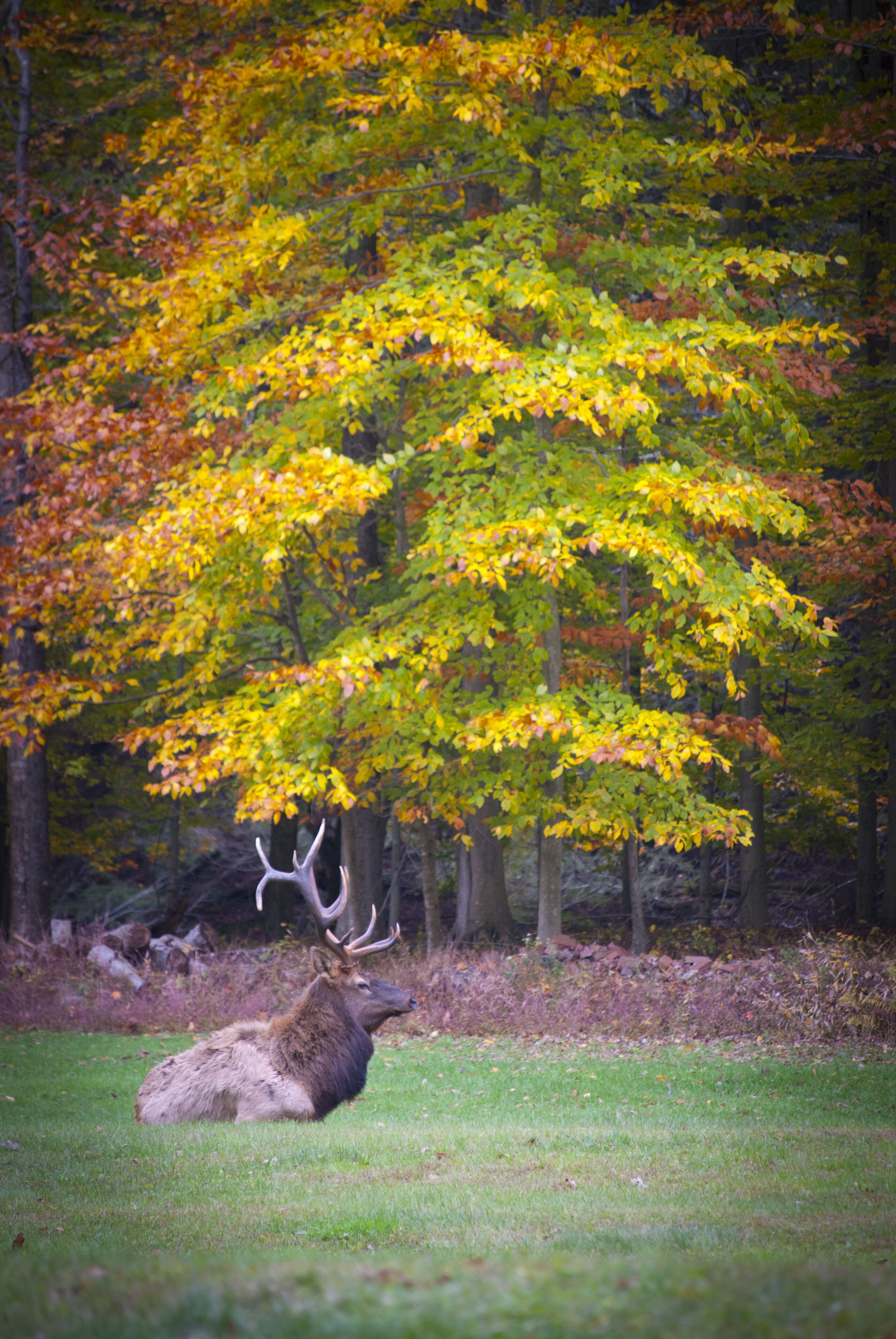 A deer lying on grass with autumn-colored trees in the background.