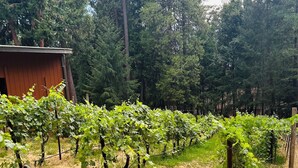 Ein Weinberg mit Rebenreihen, ein hölzernes Gebäude und ein bewaldeter Hintergrund.