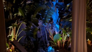 A room with a small table, a chair, and a decorative plant arrangement. - Modern Tropical Pool Home ⭐️ (Orlando)