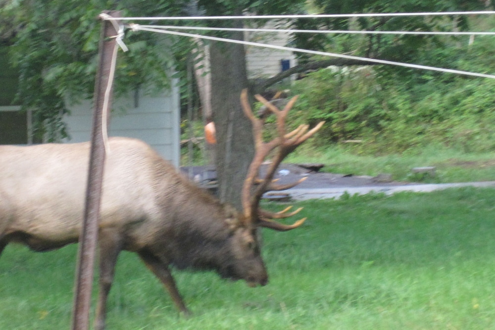 Located In The Heart Of Elk Country, Bennetts Branch Lodge Is A Beautiful Home.