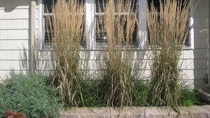 Une maison devant laquelle se trouvent trois grandes touffes d’herbes ornementales sèches, et une fenêtre blanche agrémentée de volets.