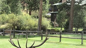 A large elk resting on a grassy field with a wooden fence and trees in the background. - Beautiful river home with large yard, sitting area and fire pit! (Estes Park)