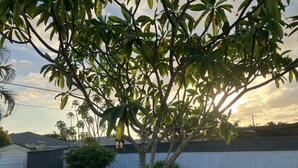 Un árbol en un patio trasero con una valla blanca y una casa al fondo.