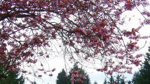 A golf course with a well-maintained green, surrounded by dense evergreen trees. - Self Entrance 2 BR, Whole Suite, Close To White Rock Beach & US Border, NEW (Surrey)