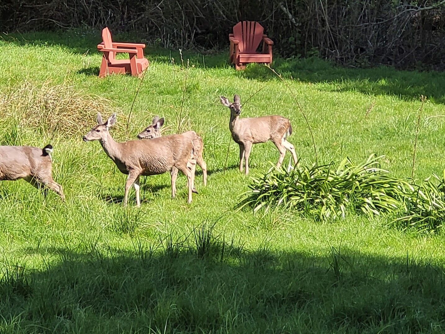 Regular visitors.  This shot taken from our deck at dusk