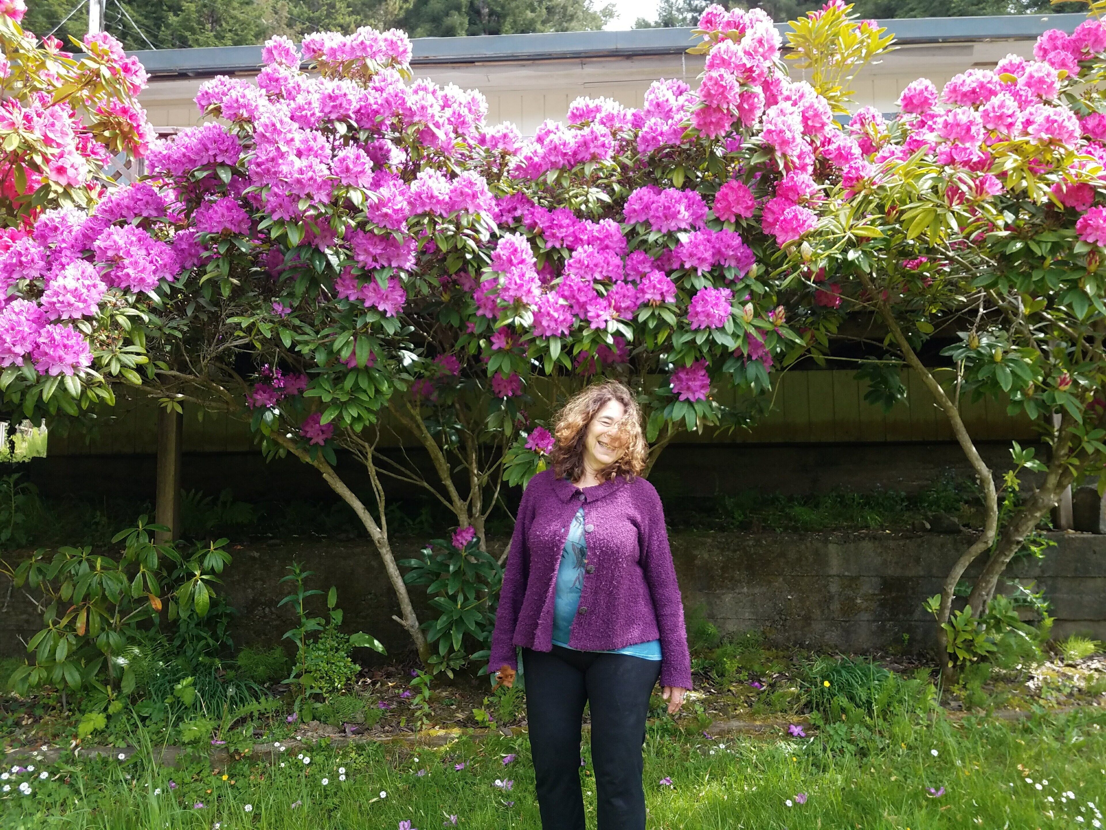 Rhododendrons in April