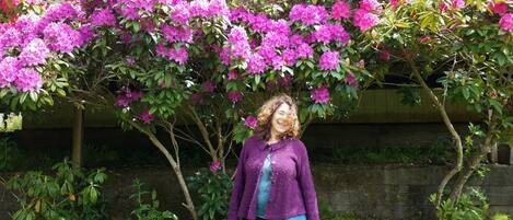 Rhododendrons in April