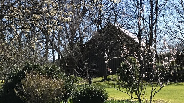 Un paisaje rural con un granero, abundante vegetación y árboles en flor.