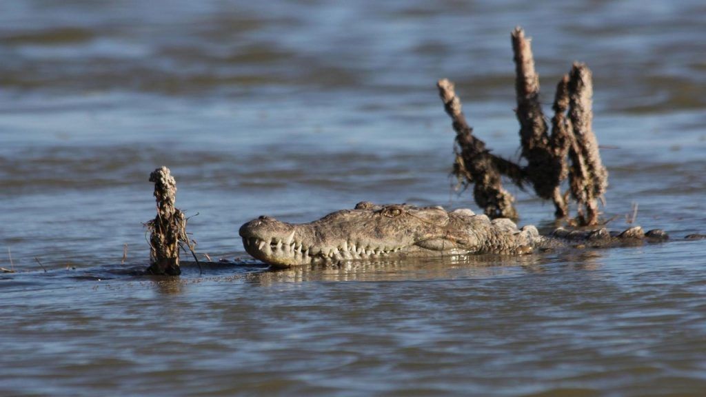 A crocodile in water with a tree stump nearby.