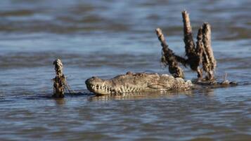 A crocodile in water with a tree stump nearby.
