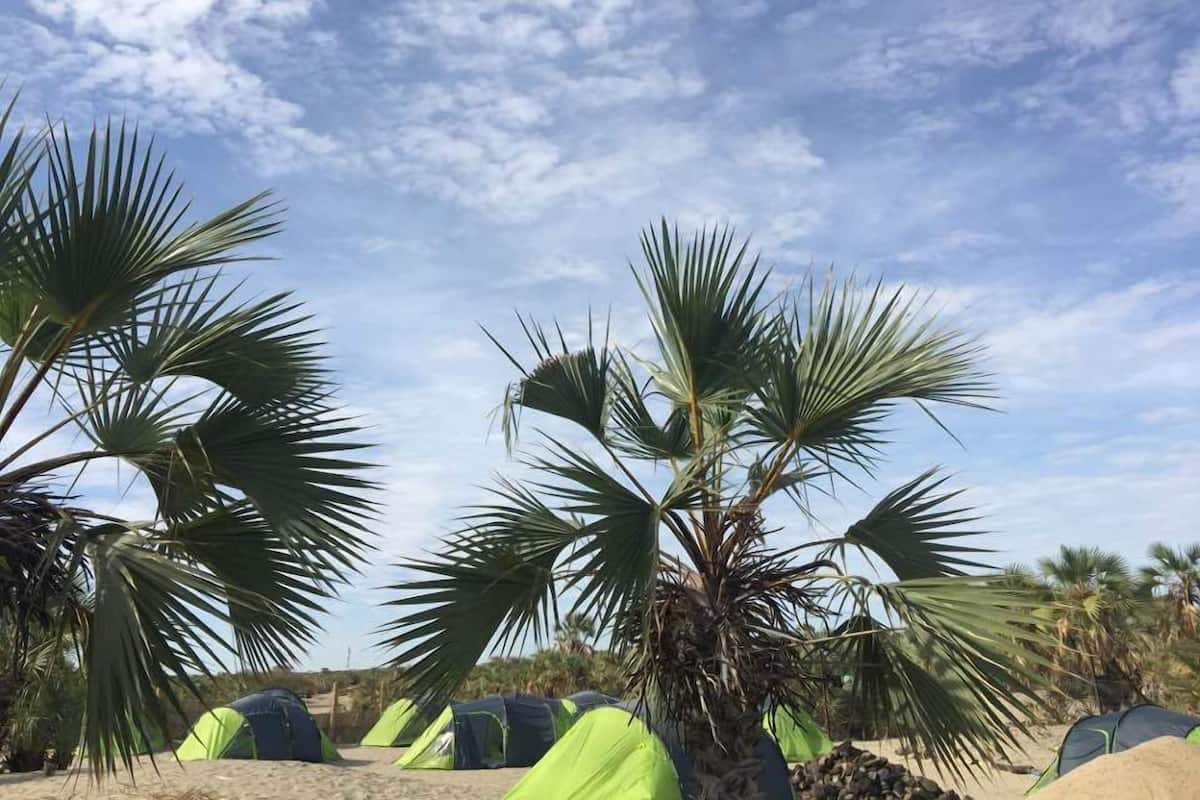 En rad tält på en sandstrand med palmer i bakgrunden.