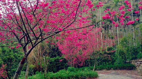 A forested area with a dirt path. - After Hill Greenhouse Resort (Taimali)