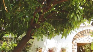 An outdoor seating area with two wooden chairs under a tree, surrounded by potted plants and a stone wall.