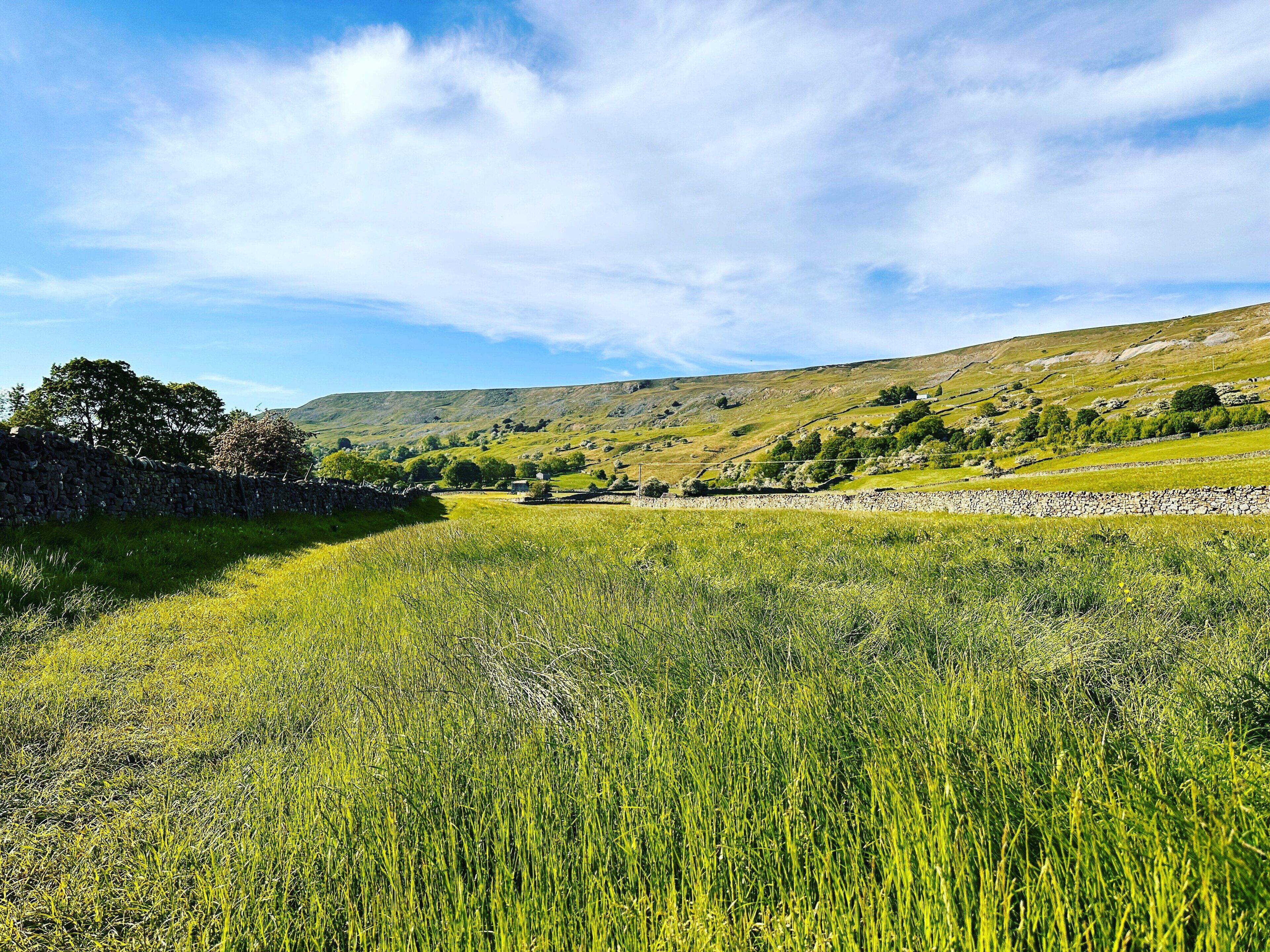 A rural landscape with a stone wall, grassy fields, and scattered trees.