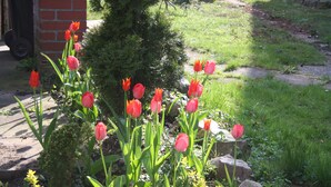 Garden - Ferienhaus Nr. 1 (Wunstorf)