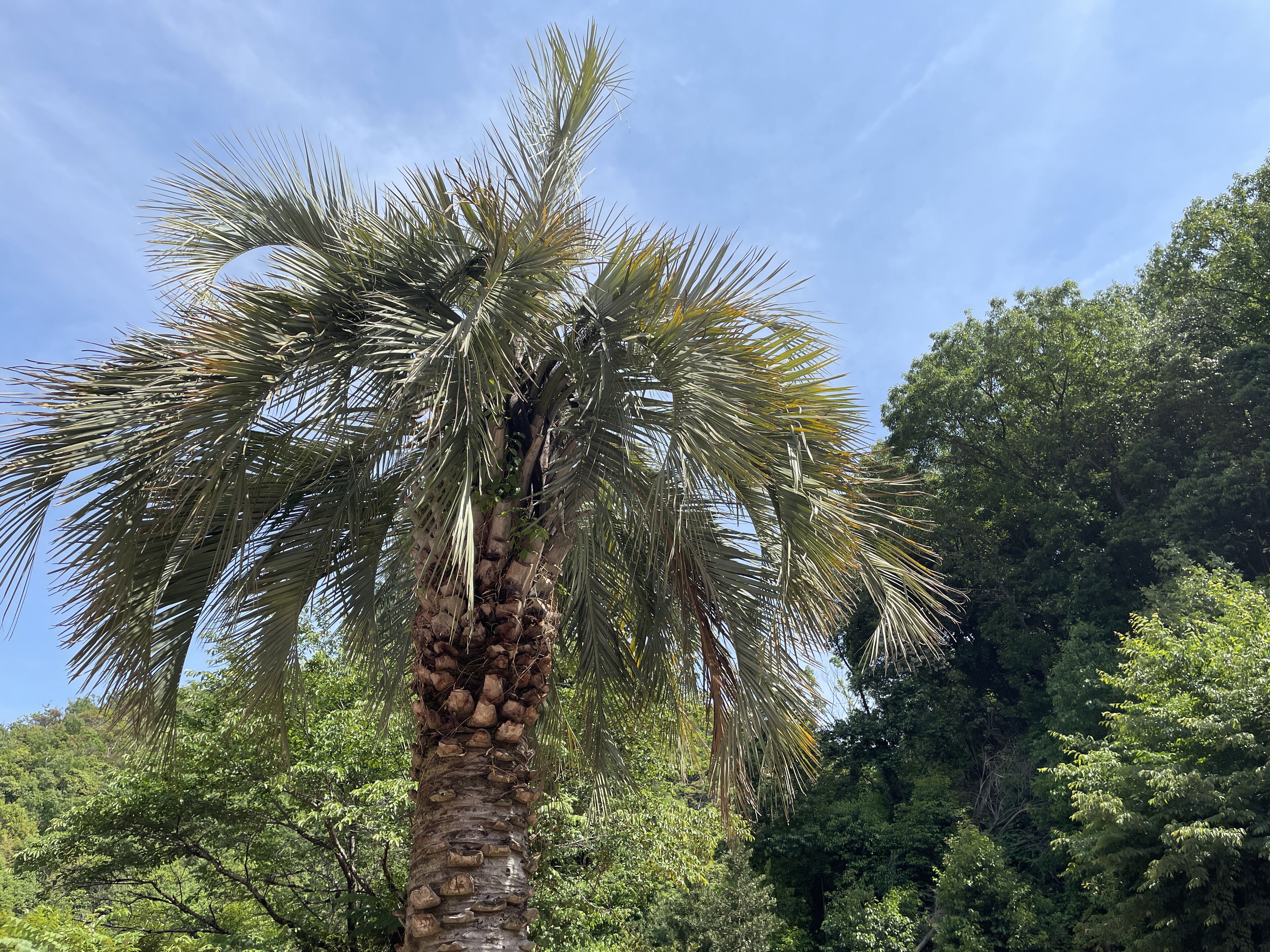 A tall palm tree with a thick trunk and dense foliage against a backdrop of dense green trees and a clear blue sky.