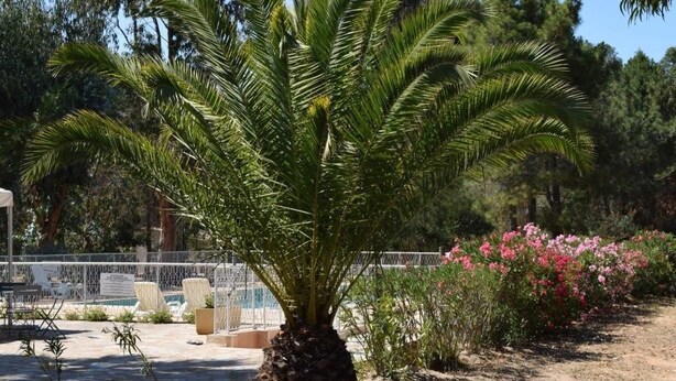 Una palmera en un área ajardinada con una valla, sillas y una piscina al fondo.