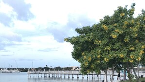 Eine Uferpromenade mit einer Bank, einem Baum mit gelben Blüten und einem Steg, der sich ins Wasser erstreckt.