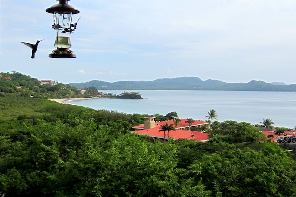 Enjoy hummingbirds and other exotic birds from our balcony.