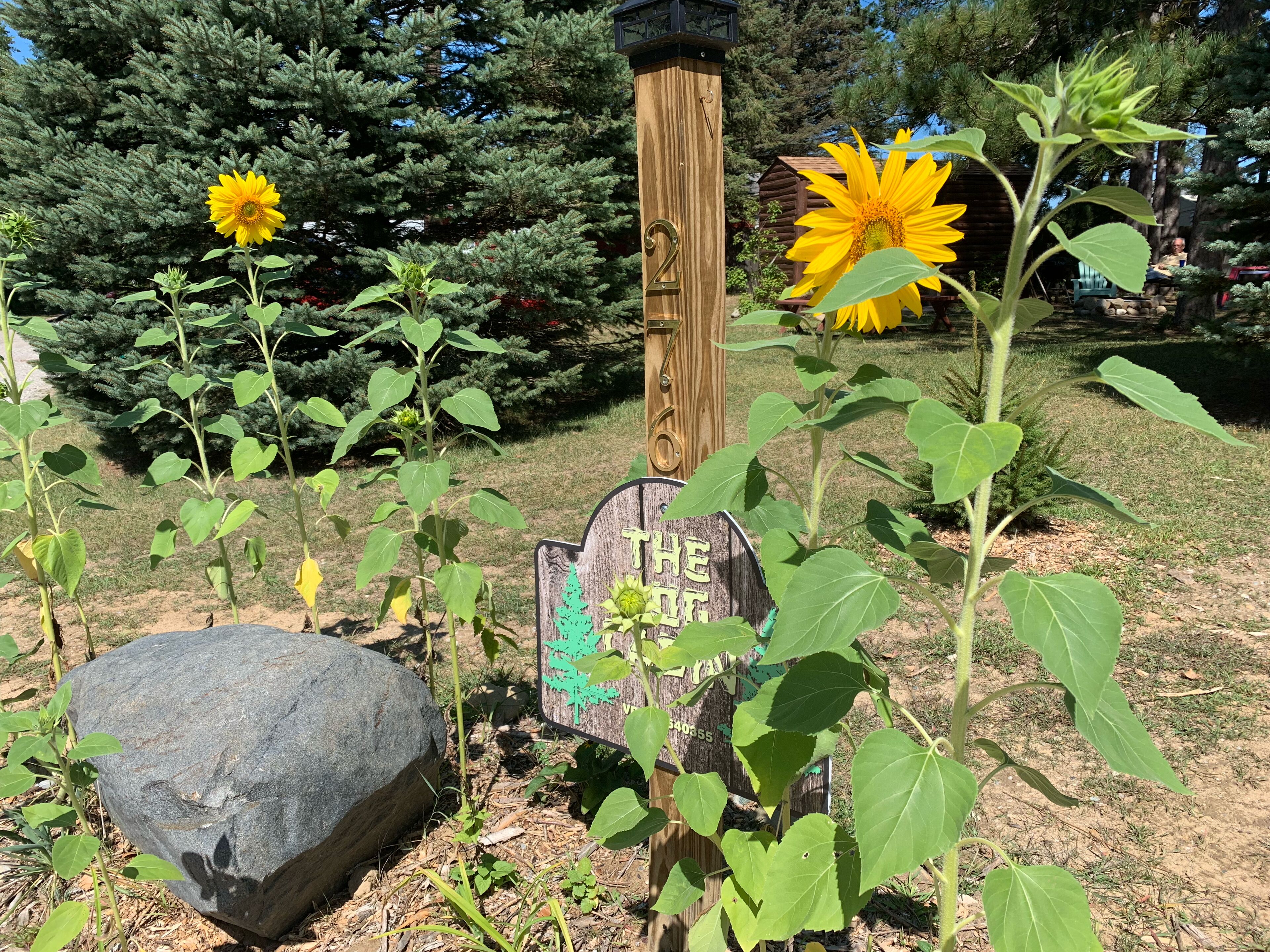 Un jardín con un poste de madera, una roca grande y girasoles.