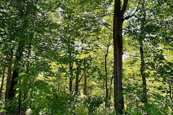 Área da propriedade