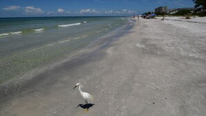 A beach with clear waters, a white bird, and distant buildings. - 140+ Reviews, Steps to Beach, Magnificent Water Views, None Cleaner, None Nicer! (Indian Shores)