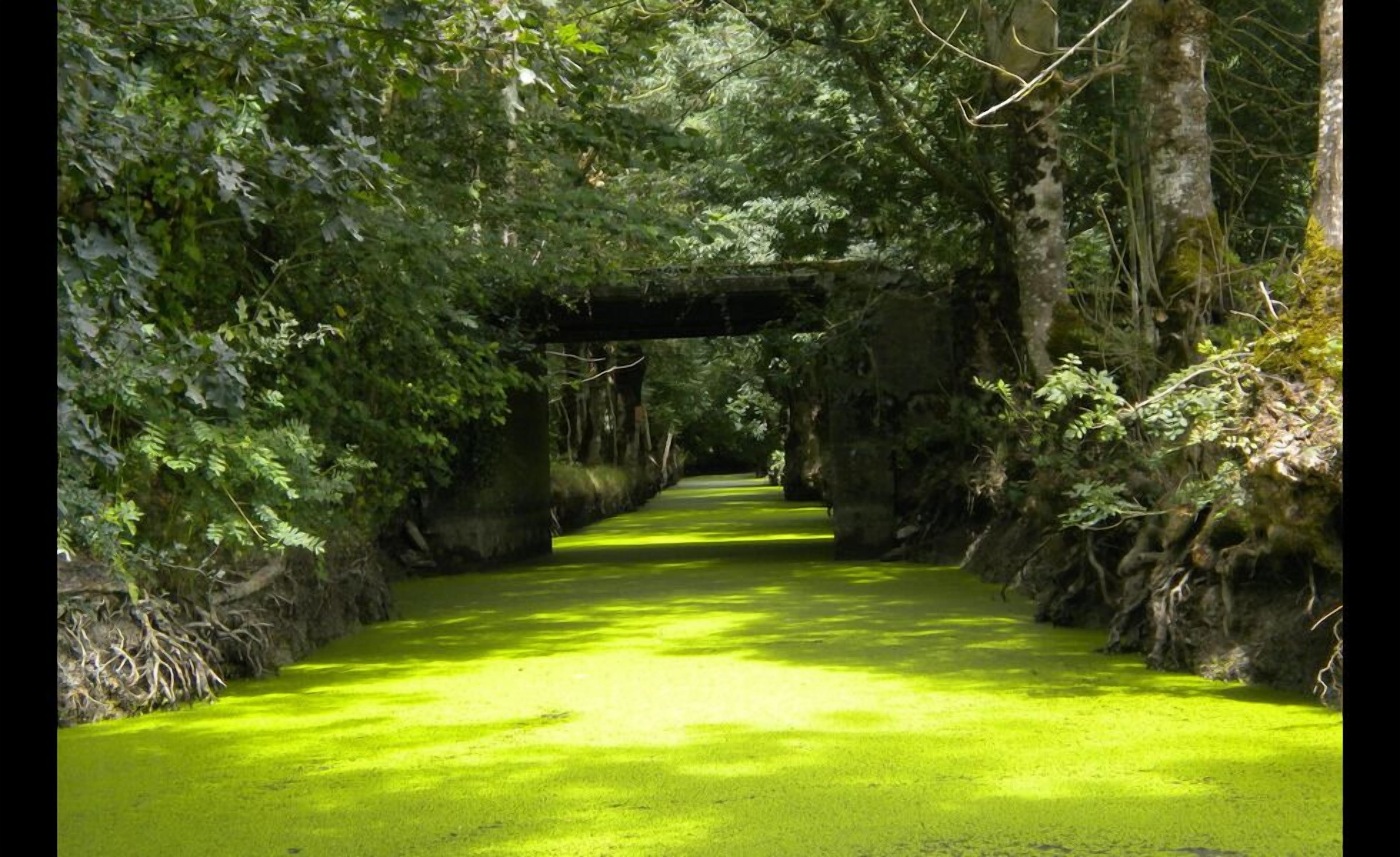 A narrow, tree-lined path with a green surface, possibly a waterway or a canal, under a bridge.