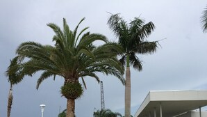 Une promenade en bord de mer bordée de palmiers, avec un voilier et un bâtiment moderne doté d’une zone abritée.