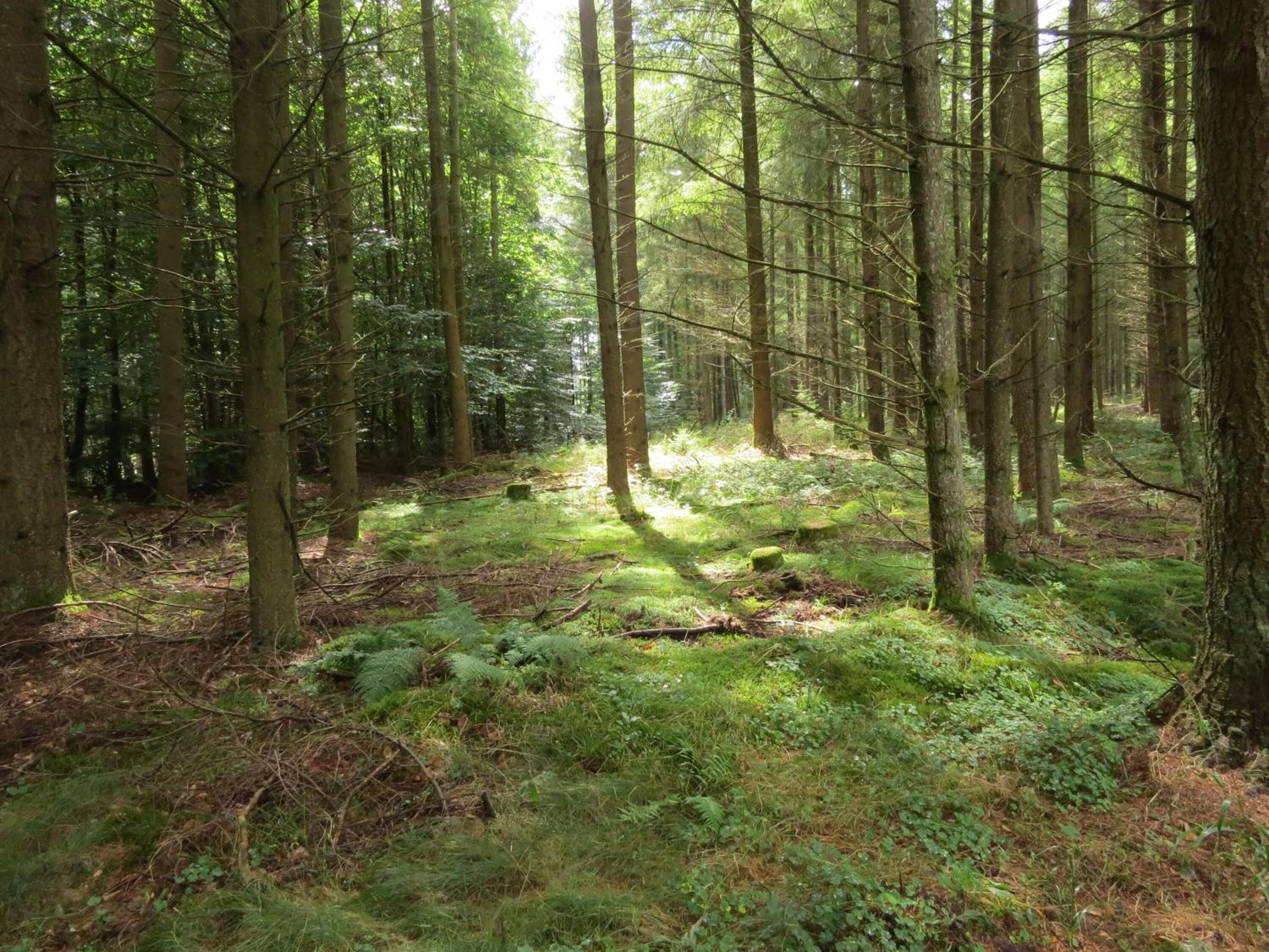 A dense forest with tall trees and a ground covered in green ferns and moss.