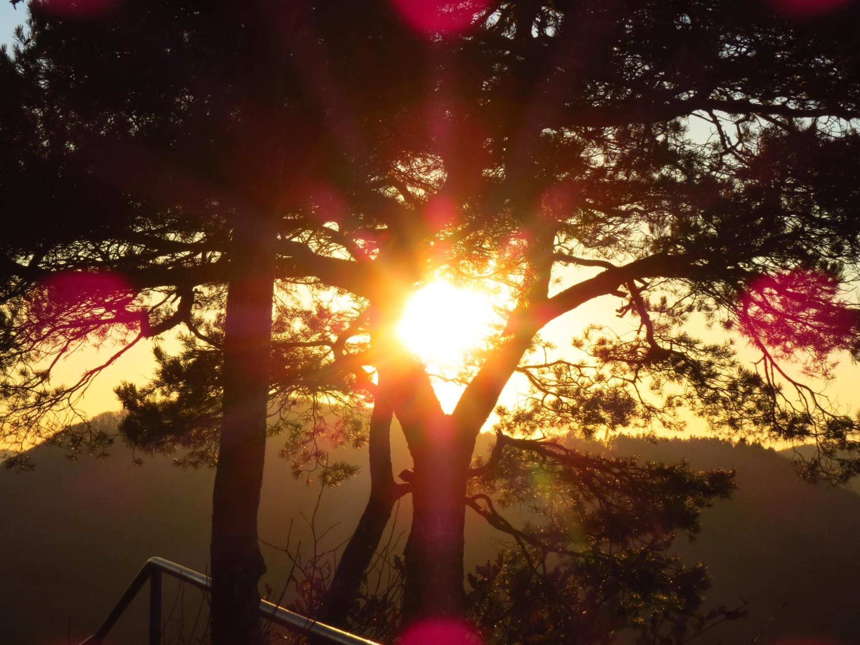 A sunset behind trees with a railing in the foreground.