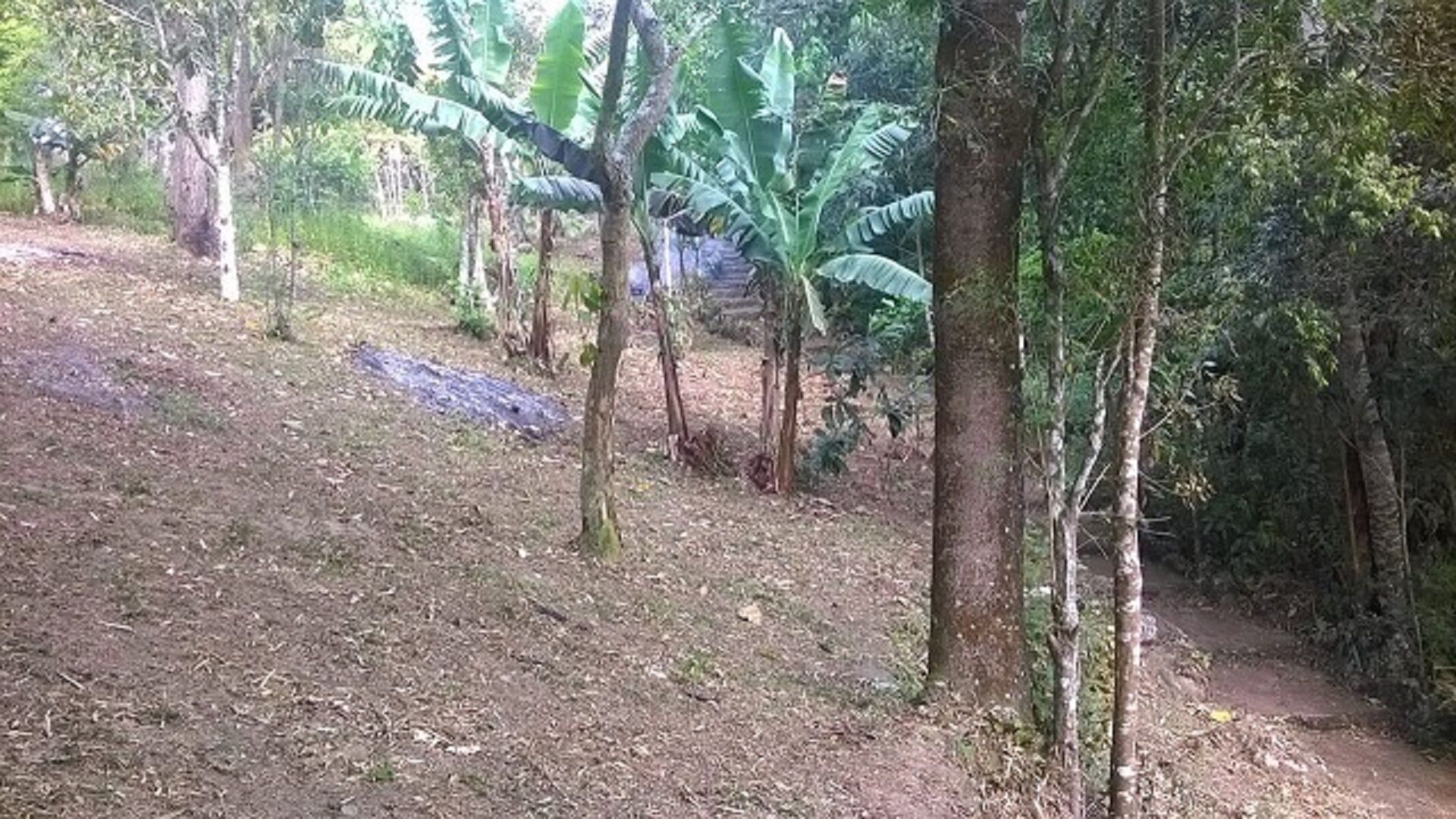 Farm for events and tours in less than 1 hour from SP Mogi das Cruzes