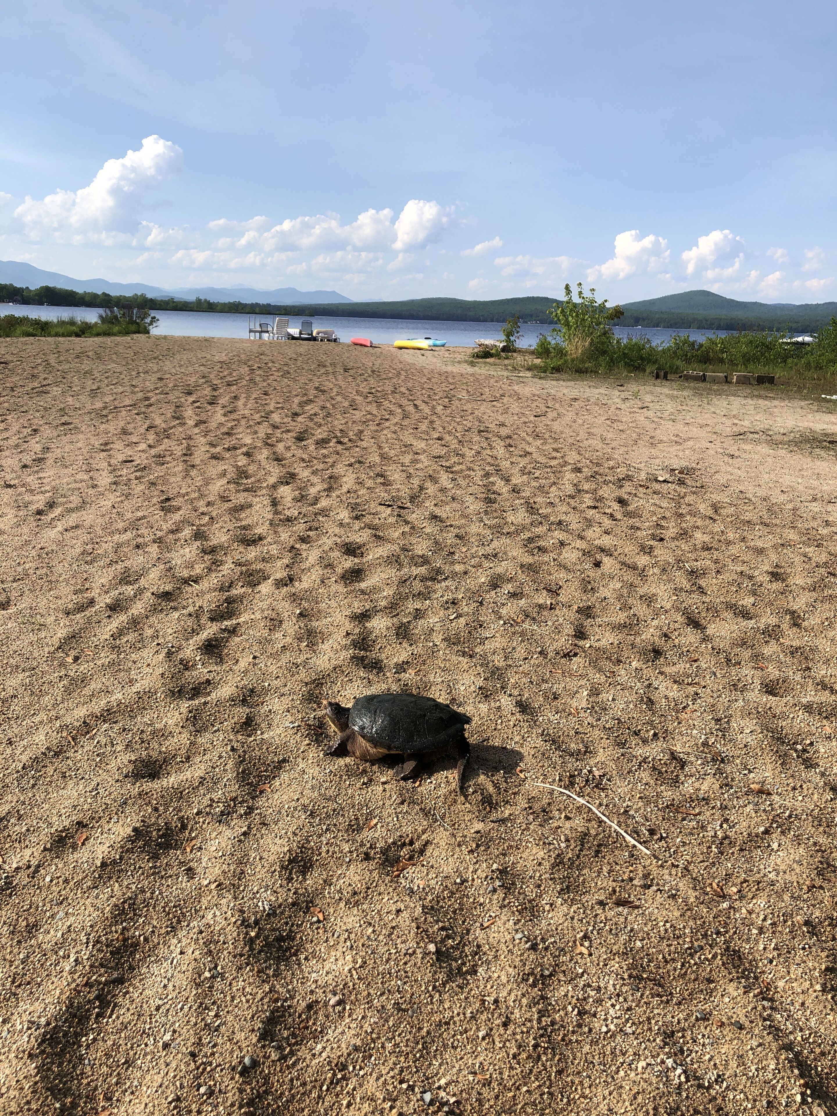 A turtle on a dry, sandy beach with a lake and mountains in the background.