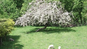 A grassy field with a tree in full bloom and three sheep grazing. - Farmhouse Cottage Sleeps 2 (1 en-suite Bedroom) (Congleton)