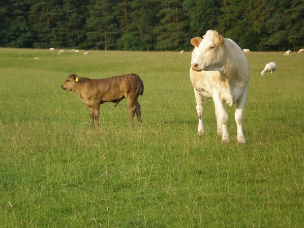 A grassy field with a cow and a calf standing in the foreground. - Farmhouse Cottage Sleeps 2 (1 en-suite Bedroom) (Congleton)