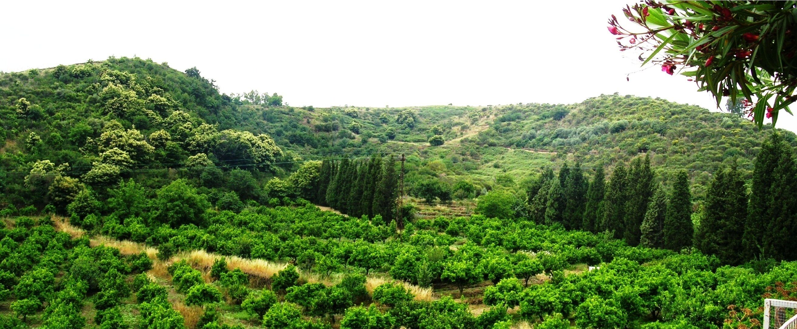 A lush, green landscape with dense vegetation and a valley.