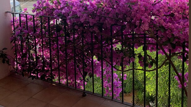 Un balcon avec vue sur un port de plaisance, des palmiers et des fleurs roses.