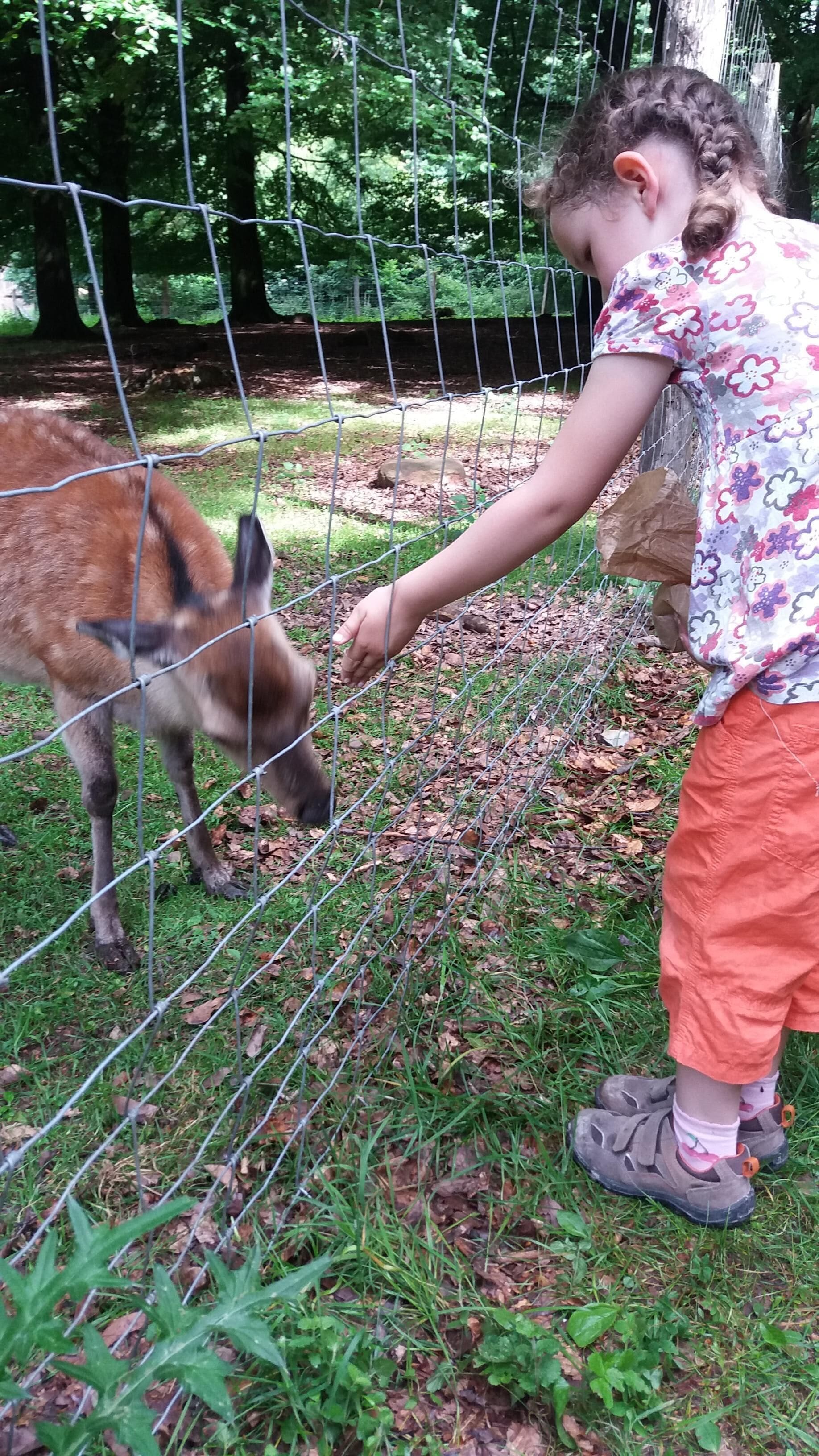 A person feeding a deer through a wire fence in a wooded area.