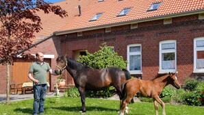 Ett hus byggt av tegel med ett rött tegeltak, en gräsmatta och två hästar.