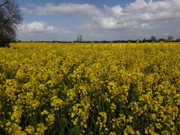 Ett fält med gula blommor under en delvis molnig himmel.