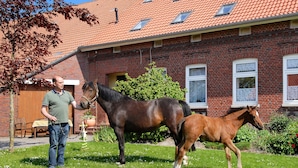 Ein Haus aus Backsteinen mit rotem Ziegeldach, einer Rasenfläche und zwei Pferden.