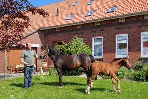 Unclassified image, 5 of 33, button - Apartment "Inselblick" - Farm on the dike (Esens)
