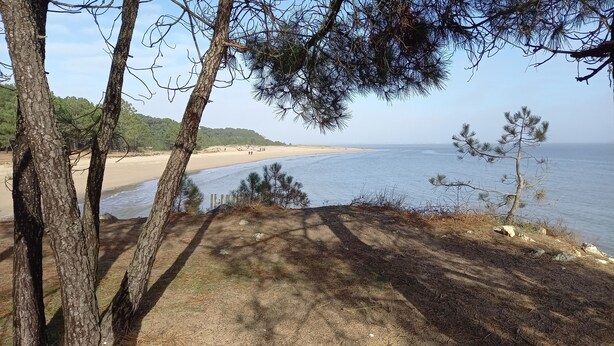 Un paisaje costero con una playa de arena, cielo despejado y pinos.