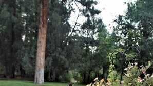 Un foyer extérieur de forme carrée, agrémenté d’une bouteille et d’un verre posés sur une terrasse en bois, le tout entouré de verdure.