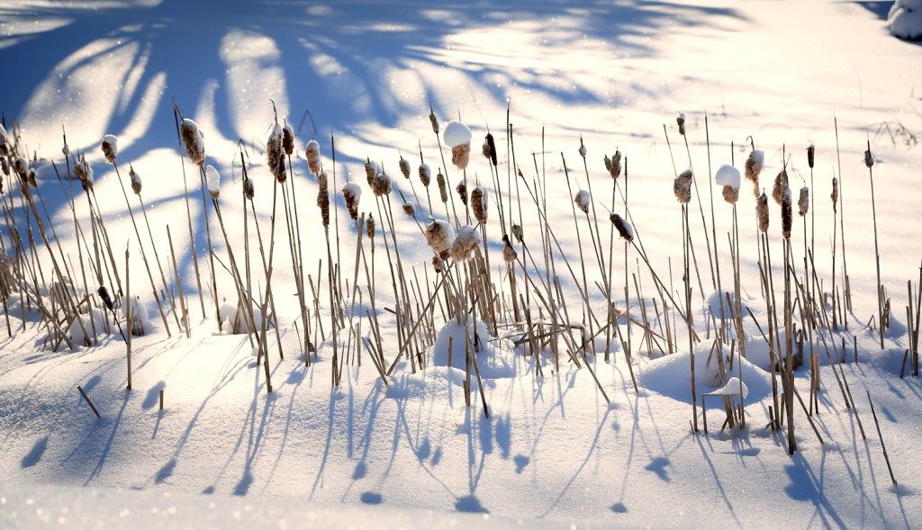 De hautes joncs dans un paysage enneigé.