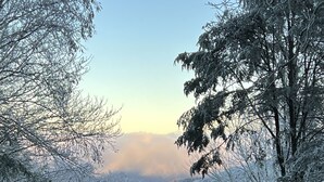 Un área boscosa con árboles cubiertos de nieve y cielo despejado.