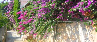 Apartments Jelka, (2109), Jelsa, Croatia