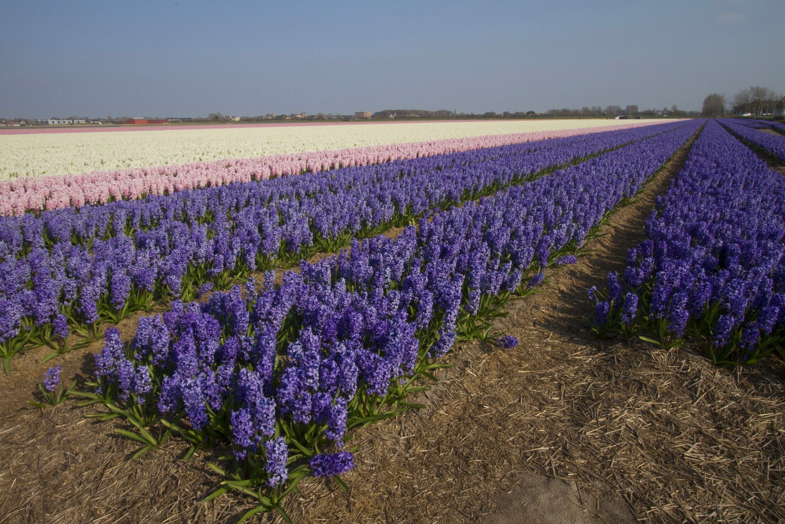 A field of purple flowers with rows of different colored flowers in the background.