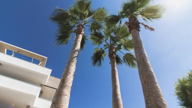 Hoge palmtoppen tegen een strakblauwe lucht, met op de achtergrond een modern gebouw met balkons.