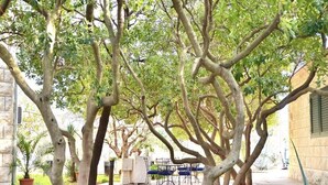 Terrace/patio - Apartments Lino, (14534), Sumartin, hr (Sumartin)