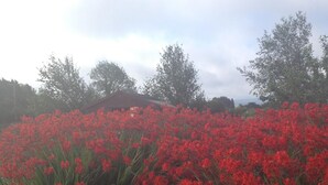 A garden with red flowers and a stone pathway. - Idyllic and Unique House on the Lake  (Whitegate)